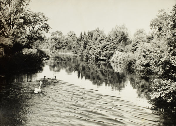 swans on River Chelmer